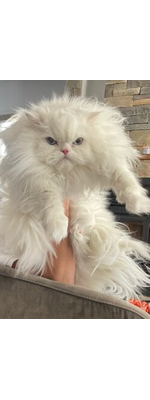 Louise